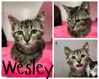Wesley
