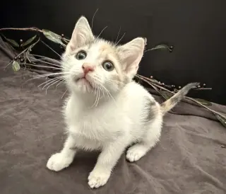 Beanette