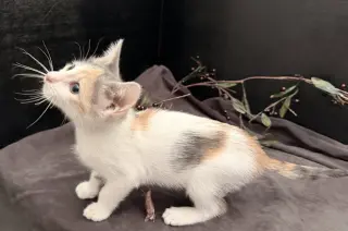 Beanette