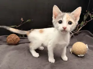 Beanette