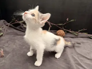 Beanette