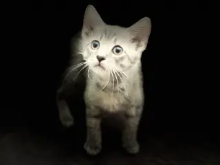 Bubba