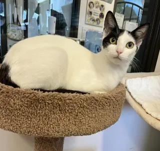 Kiki