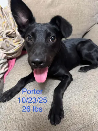 Porter