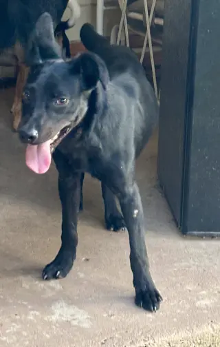 Porter