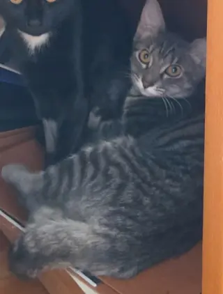 Sally (Gloria kitten)