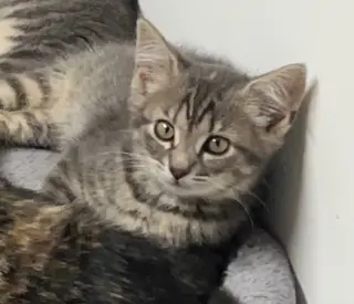 Sally (Gloria kitten)