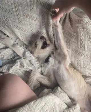 Niko