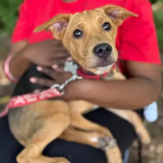 Gracie