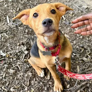 Gracie
