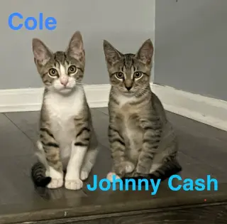 Coal