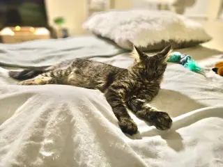 Samson