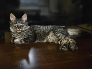 Samson