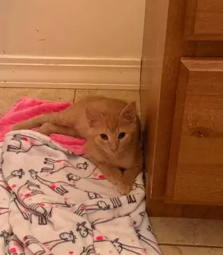 Renji