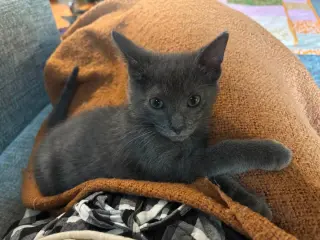 Finn