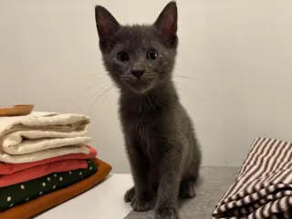 Finn