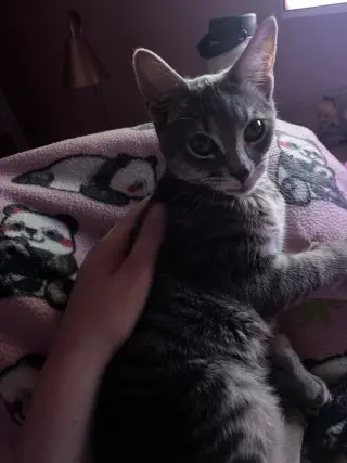 Cosmo
