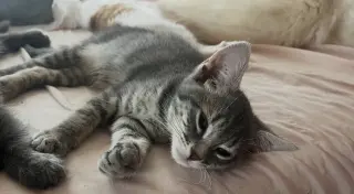 Cosmo