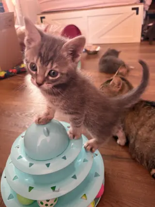 Cosmo