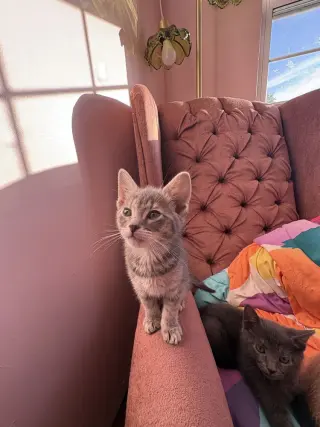 Cosmo
