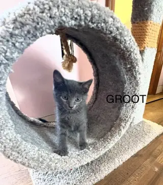 Groot