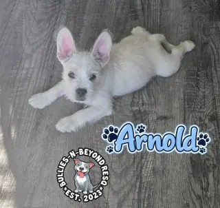 Arnold