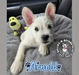Arnold