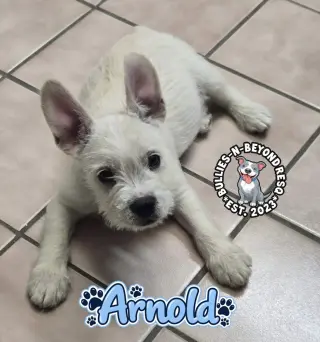 Arnold