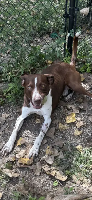 Trevor