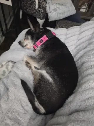 Banjo