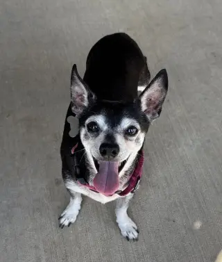 Banjo