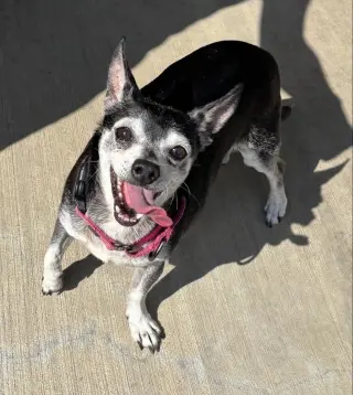 Banjo