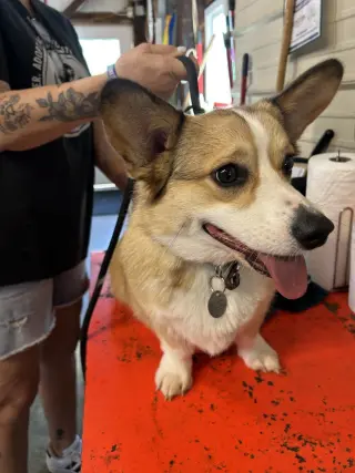 Peanut
