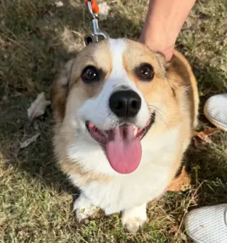 Peanut