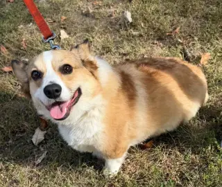 Peanut