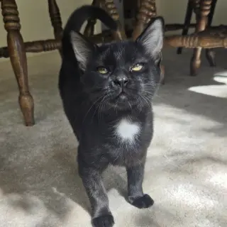 Zuri