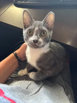 Felix