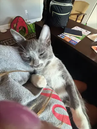 Felix