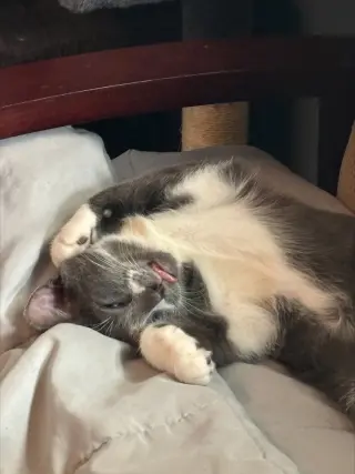Felix