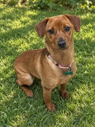 Mya