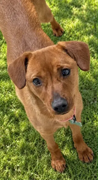 Mya