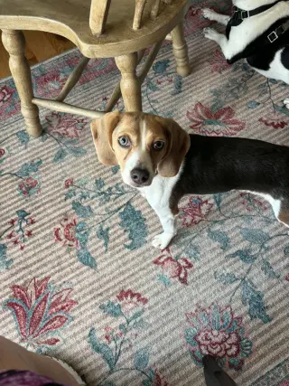 Daisy