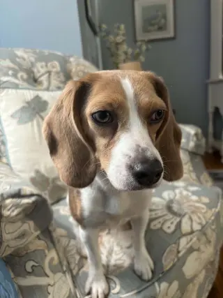 Daisy