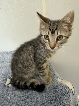 Bambi Kitties : Thumper