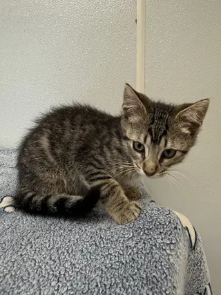 Bambi Kitties : Thumper