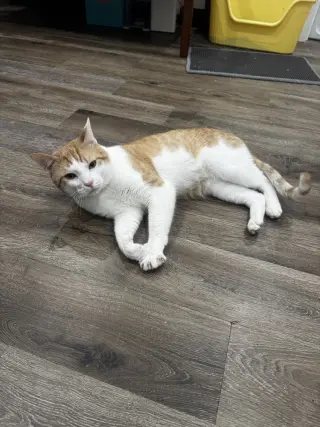 Ziggy