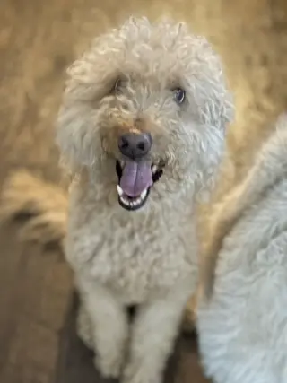 Chuey