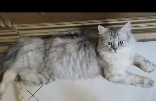 Lucy