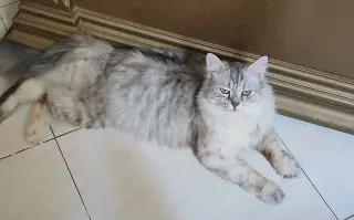 Lucy