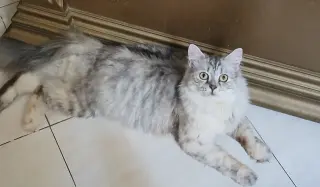 Lucy